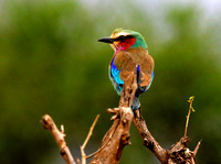 Lilac-breasted Roller - Tarangire