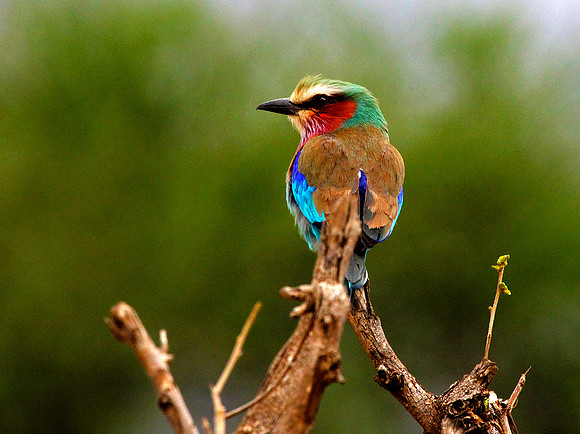 Lilac-breasted Roller - Tarangire