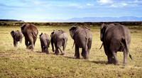Heading for Water - Amboseli