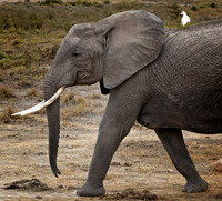 Cattle Egret Taking a Ride! - Amboseli