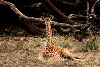 Time for a Rest! - Amboseli