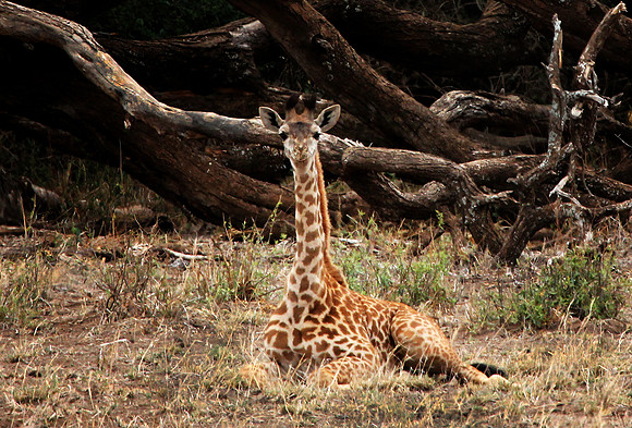 Time for a Rest! - Amboseli