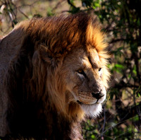 Lion King - Ngorongoro