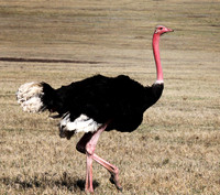 Male Ostrich Searching for Mate - Ngorogoro