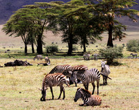 Zebras Grazing - Ngorongoro